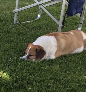 dog-sleeping-positions